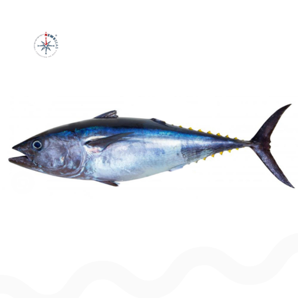 Yellowfin Tuna G&G (Thunnus Albacares)