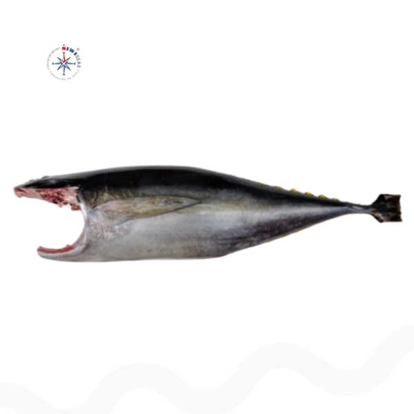 Yellowfin Tuna H&G (Thunnus Albacares)